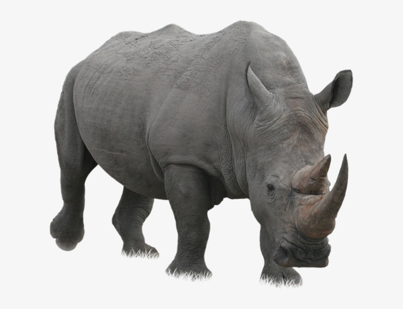Download - Rhino Png, transparent png download