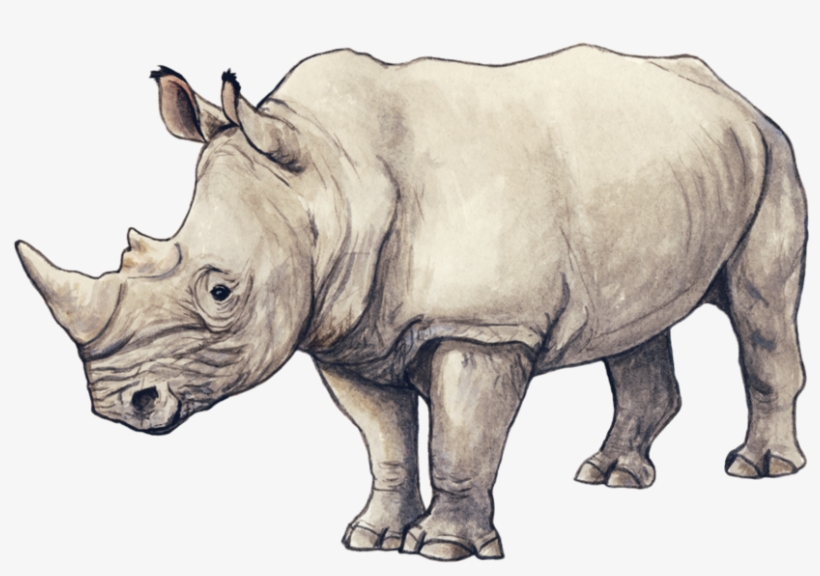 Rhino By Silvercrossfox - Rhino Sketch, transparent png download