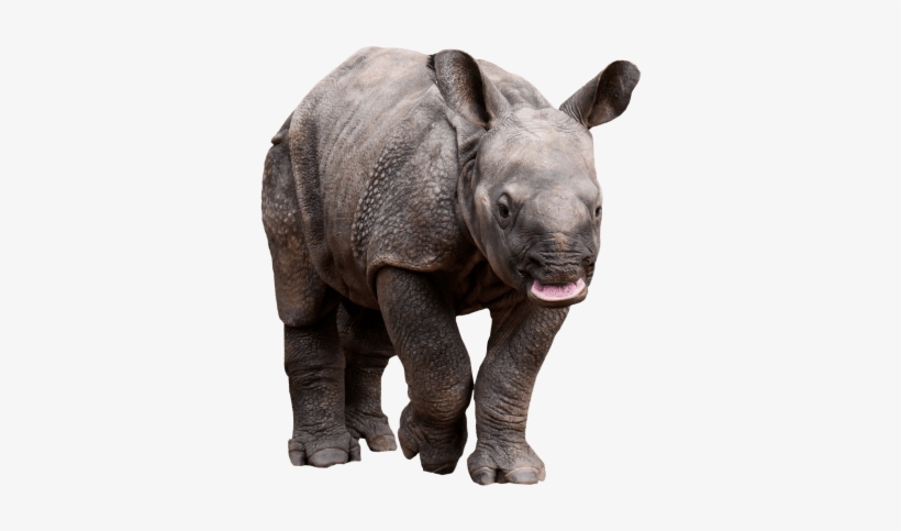 Best Retarded Rhino Png - Transparent Rhino, transparent png download