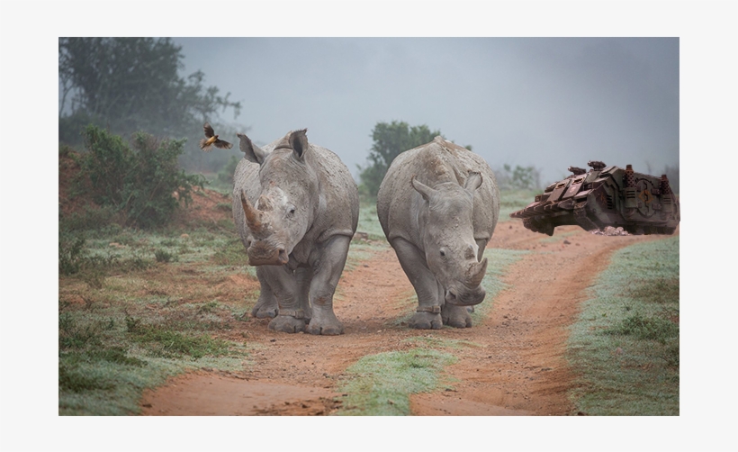 Three Rhinos - Rhinoceros, transparent png download