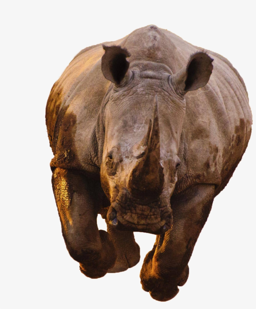 Rhino Transparent Image - Black Panthers Cgi Rhinos, transparent png download