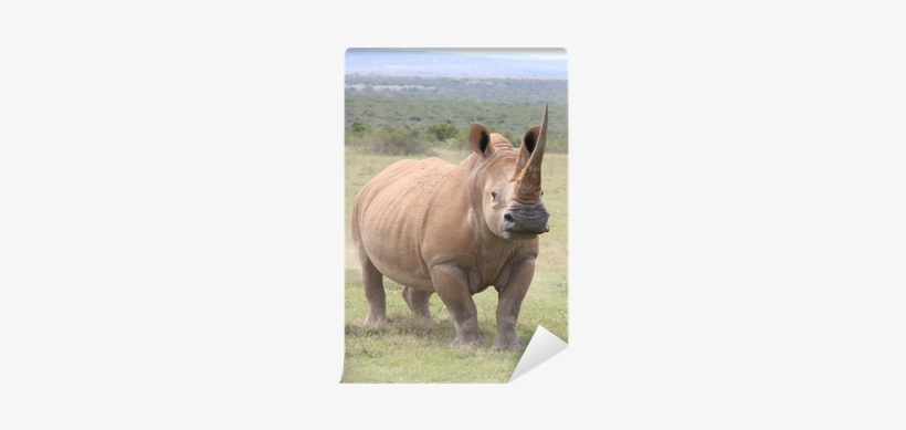 White Rhino Squaring Up For A Fight In Kenya Wall Mural - Kenya, transparent png download