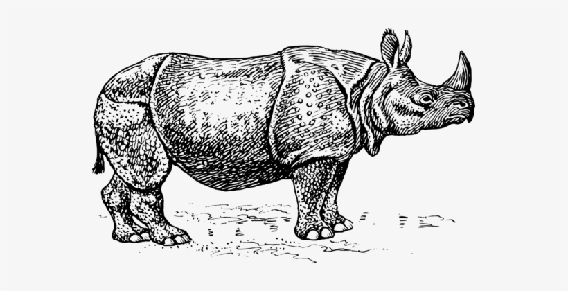 Javan Rhinoceros Unicorn Horn T-shirt, transparent png download