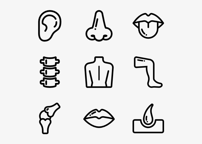 Body Parts Icon Png Transparent PNG - 600x564 - Free Download on NicePNG