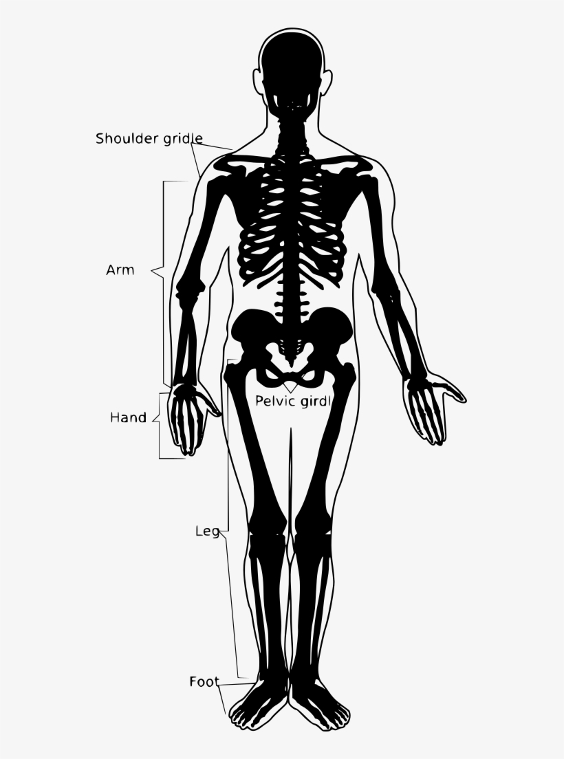 Download Png - Types Of Joints In Your Body, transparent png download