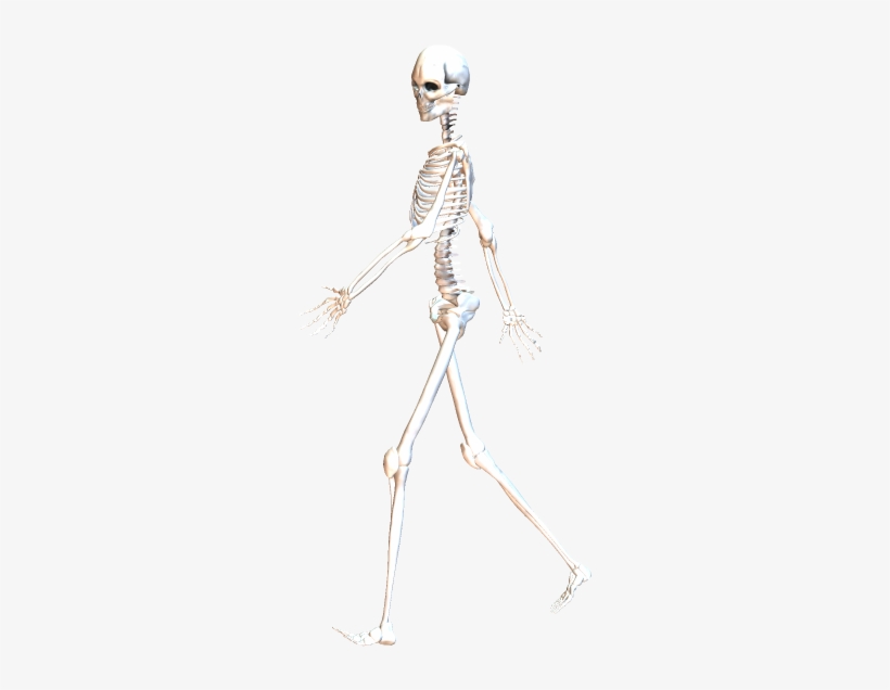 Skeleton Walking 7 Skeleton Transparent Png 408x583 Free Download On Nicepng