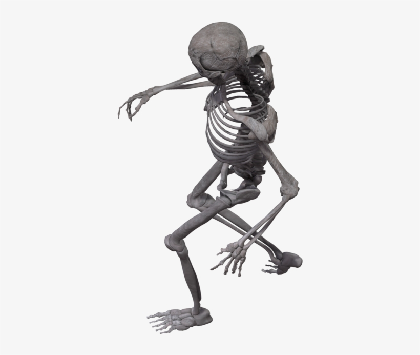 Skeleton Arm Png - Skeleton, transparent png download