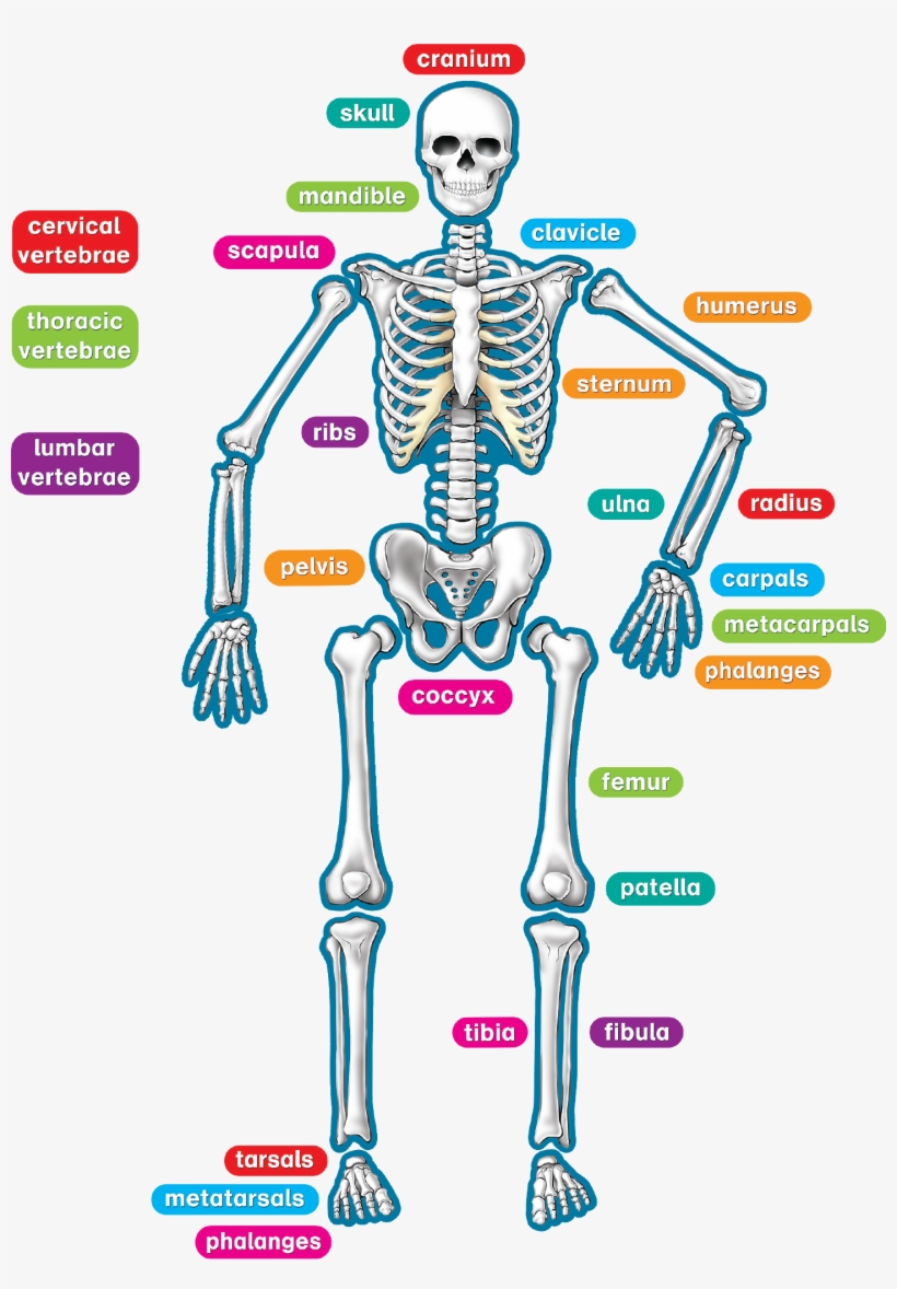 Teacher Created Resources Human Skeleton Magnetic Accents, transparent png download