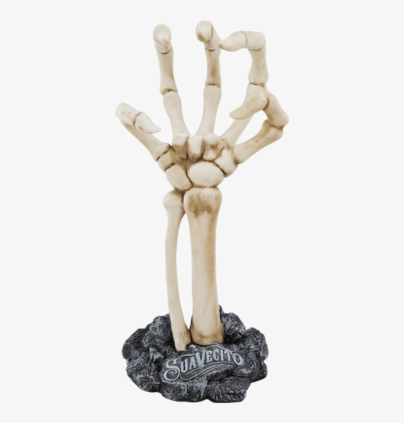 Skeleton Hand Display - Upper Limb, transparent png download