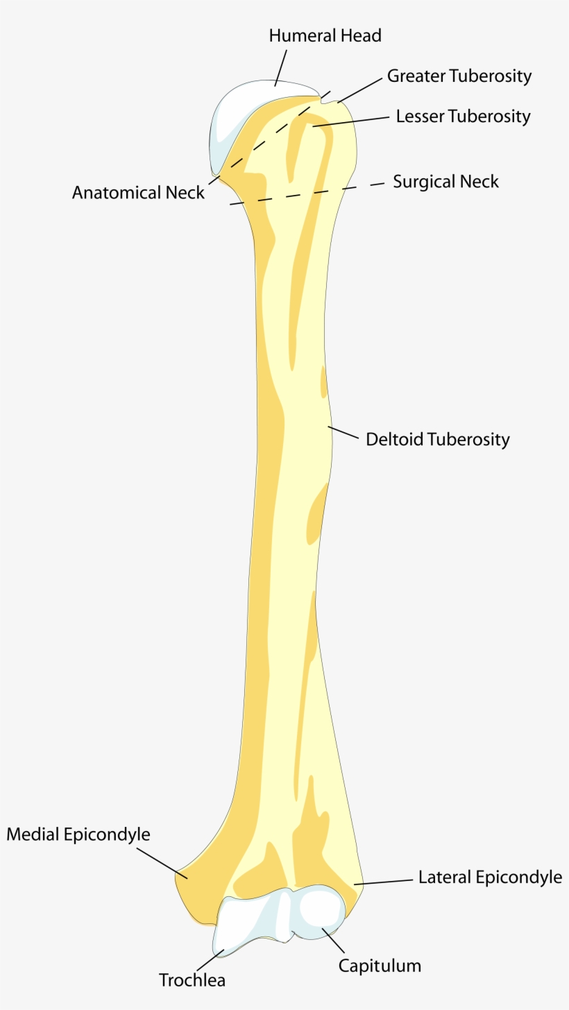 Source - Www - Anatomylibrary99 - Com - Report - Skeleton - Humerus Anatomy, transparent png download