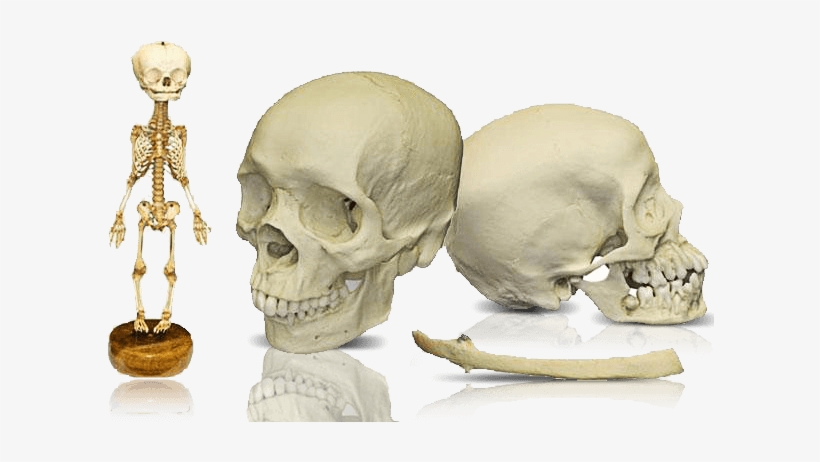 Research Human Skull & Skeletons - Dbios Age Of Appearance And Fusion Of Ossification, transparent png download