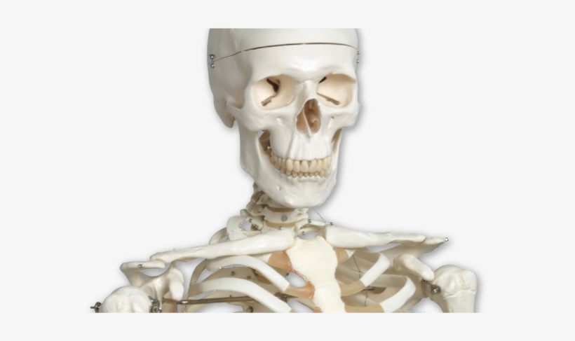 Stan Is The World's Most Popular Skeleton Model - Anatomy Stuff, transparent png download