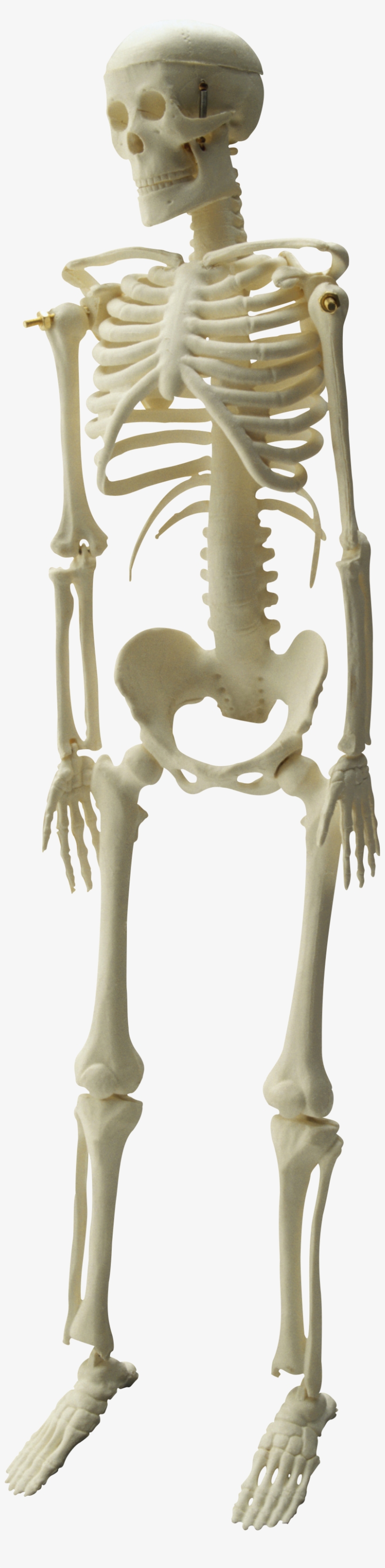 Skeleton Png - Медицина Клипарт, transparent png download
