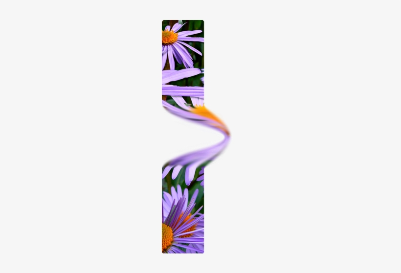 Clone Smudge Burn And Dodge4 - Zazzle Blumen In Der Blüte, Aster-blumen - Lila Orange, transparent png download
