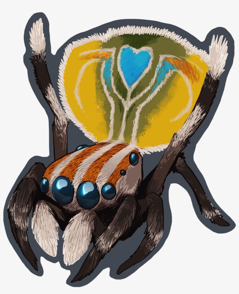 Here's A Cute Peacock Spider To Make The Bad Feelings - Peacock Spider, transparent png download