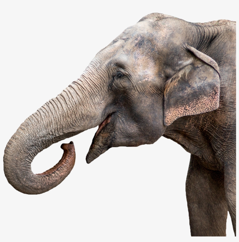 The 2018 Carden International Circus Show - Growing And Changing: Let's Investigate Life Cycles, transparent png download