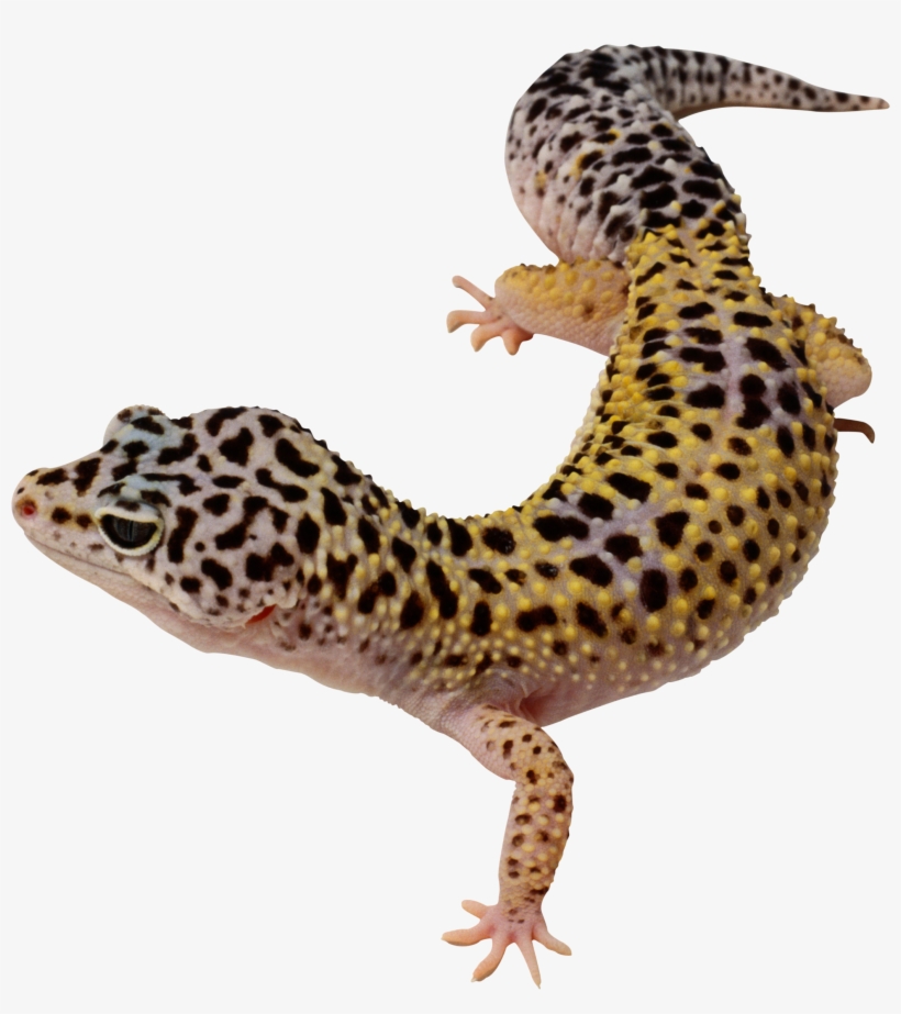 Svg Library Library Png Images Free Download - Leopard Gecko Clipart, transparent png download