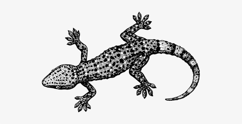 Gecko Tail Reptile Crawling Lizard Reptili - Gecko Black And White, transparent png download