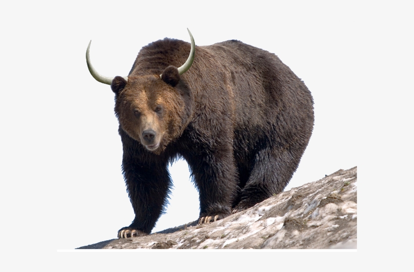 Campaigns - Grizzly Bear, transparent png download