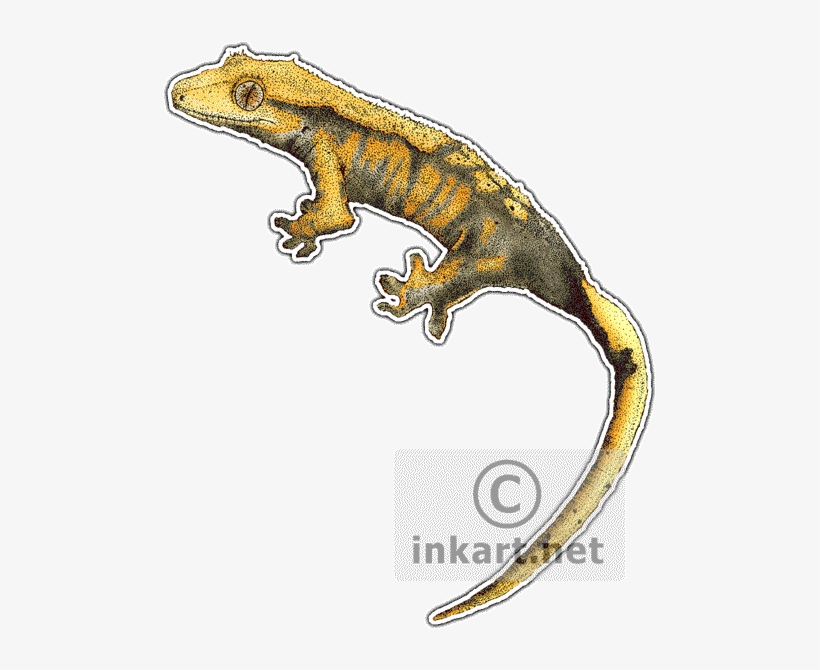 Crested Gecko - Geckos Of The World Throw Blanket, transparent png download