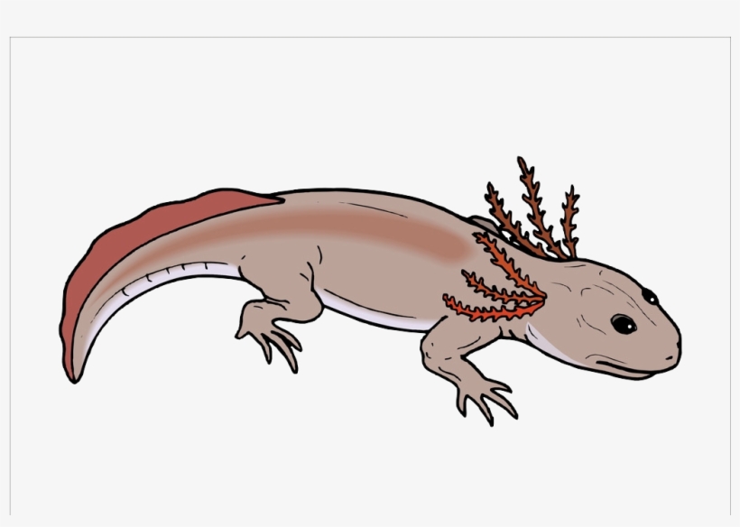 Salamander Chinese Fire Belly Newt Lizard Axolotl - Lizard, transparent png download