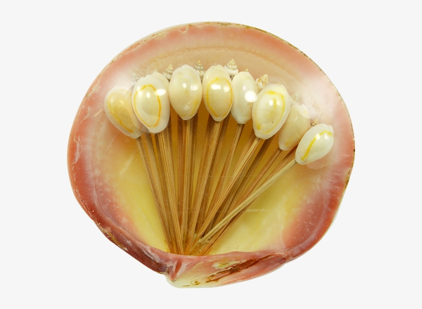 Seashell Company Cocktail Toothpicks In Clam Shell, transparent png download