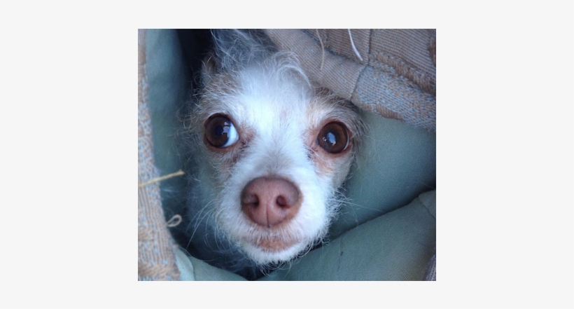 Fab Hound - Hound, transparent png download