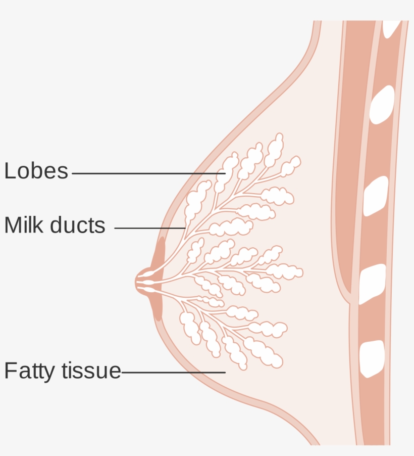 Open - Does It Mean When One Breast, transparent png download