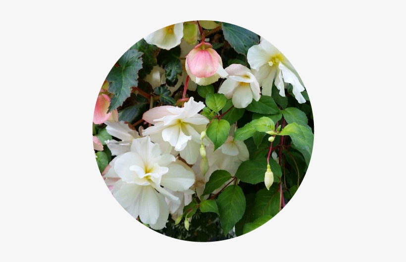 Flower Circle 1 - Flower, transparent png download