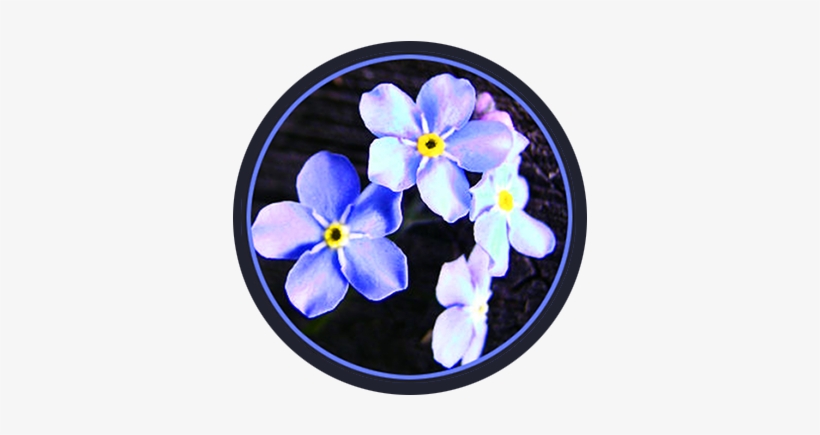 Blue Spring Flowers In Circle - Blue, transparent png download