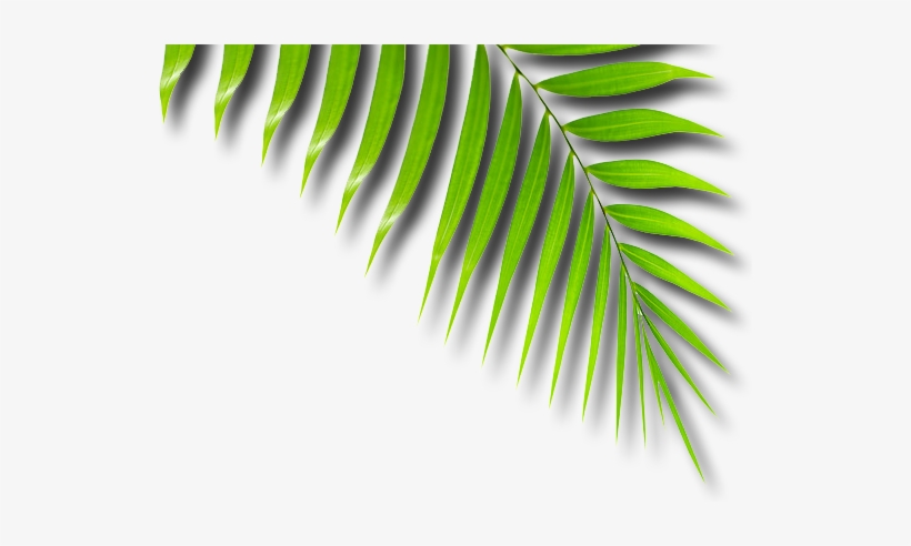 African Tribe Png, transparent png download