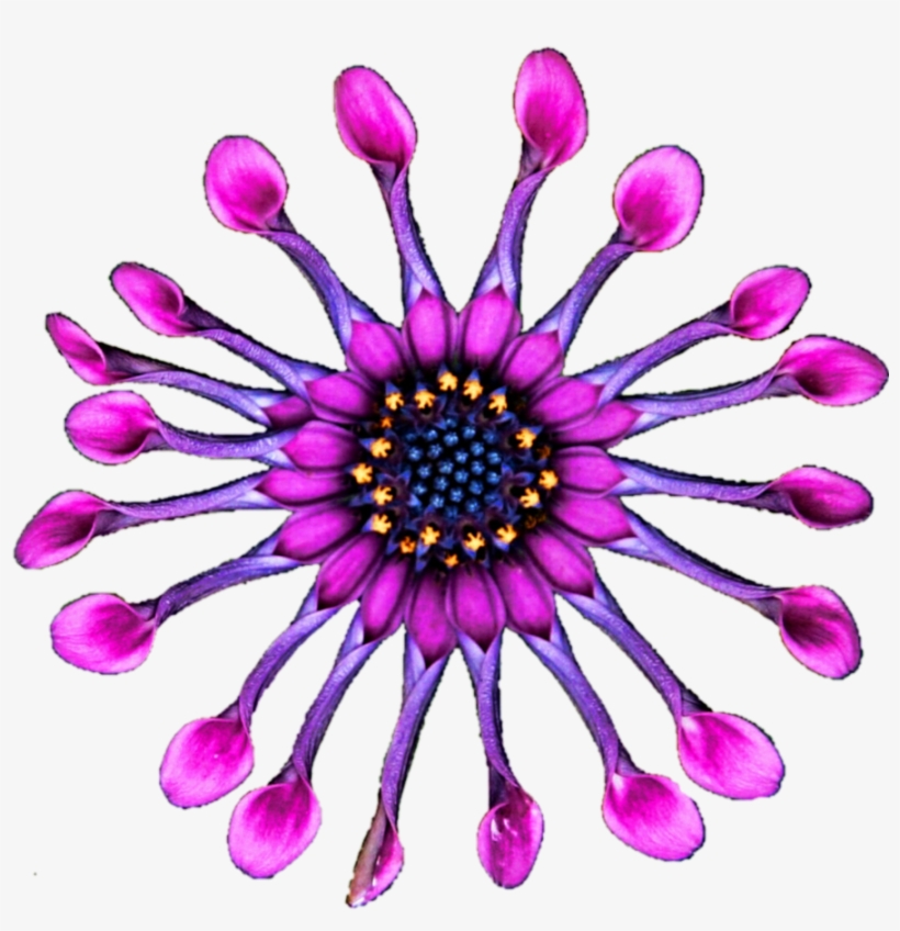 African Daisy By Jeanicebartzen27 On Deviantart Banner - African Flowers Png, transparent png download