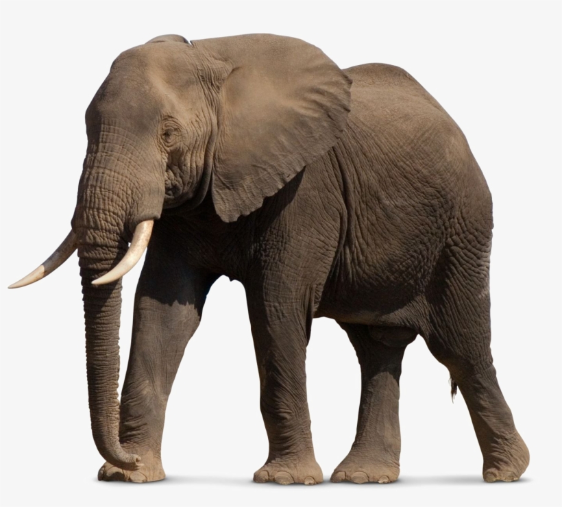 African Elephant Png File - My First Touch And Feel Picture Cards: Animals [book], transparent png download