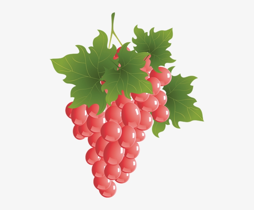 Fruit Vector, transparent png download