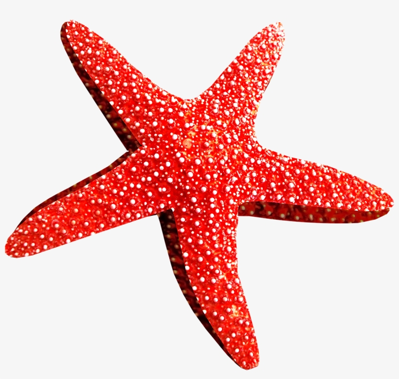 Starfish Png - Морская Звезда Пнг, transparent png download