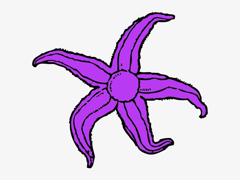 Purple Starfish Clipart - Starfish Clip Art, transparent png download