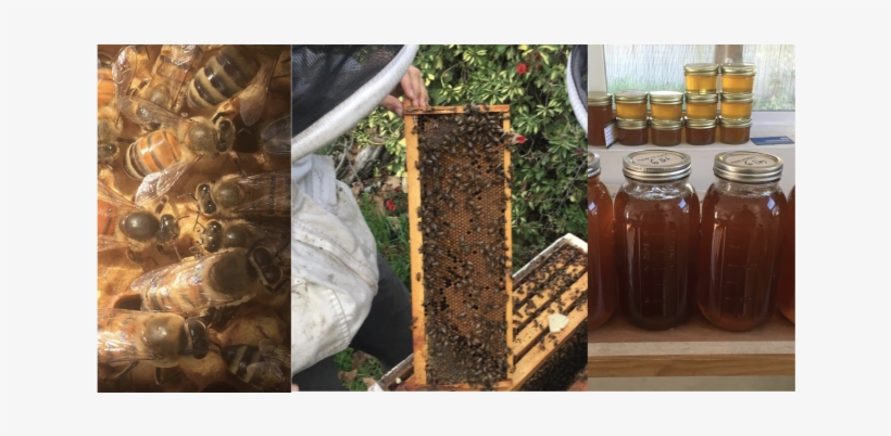 Making Honey In Los Angeles County - Ucla Mildred E. Mathias Botanical Garden, transparent png download