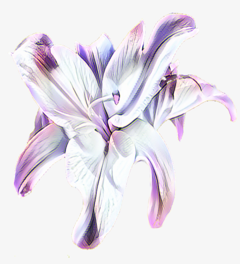 Clip Art Of An Flower Or Lily Done In Purple, Black - Illustration, transparent png download