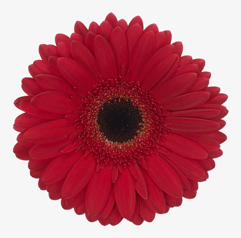 Five Star® - Platinum Level, transparent png download