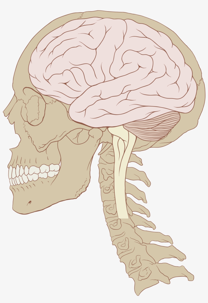 Open - Human Skull And Brain, transparent png download