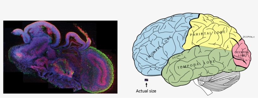 Research Scientists Around The World Are Now Able To - Cognitive Science: Questions And Answers, transparent png download