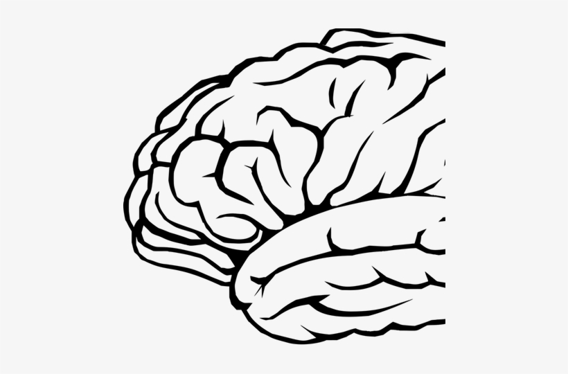 Neuroscientists Are Using Ai Models To Create "toy - Engaging Audiences: A Cognitive Approach To Spectating, transparent png download