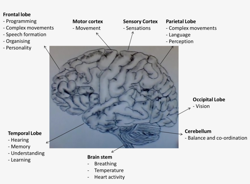 Functions Of Areas Of The Human Brain - Brain With Dementia, transparent png download