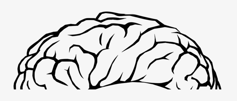 Neuroscientists Are Using Ai Models To Create "toy - Brains Png, transparent png download