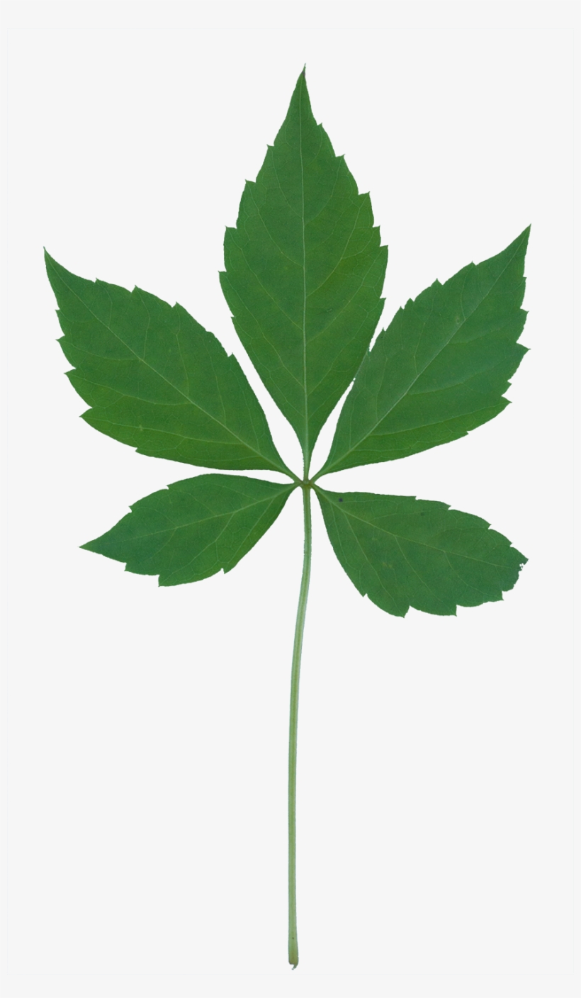Vegetation Smallplant 03 - Plants, transparent png download