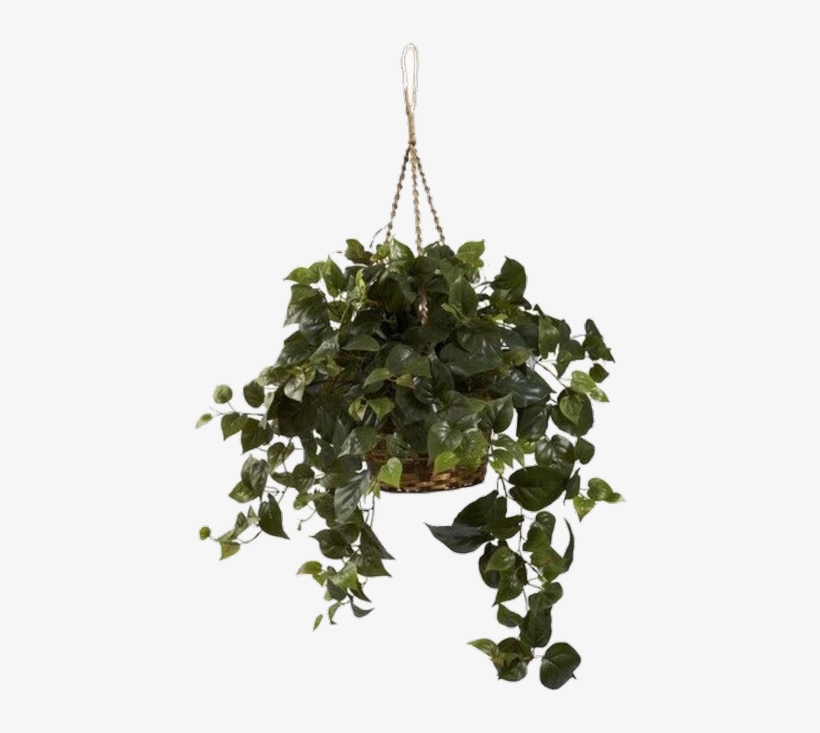 Png And Pngs Image - Philodendron Hanging Basket, transparent png download