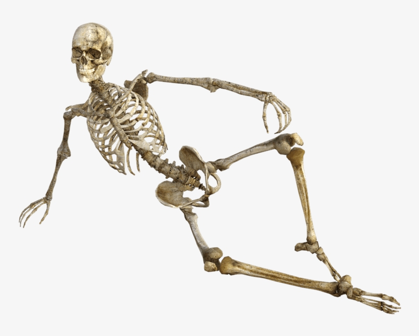 Skeleton Transparent, transparent png download