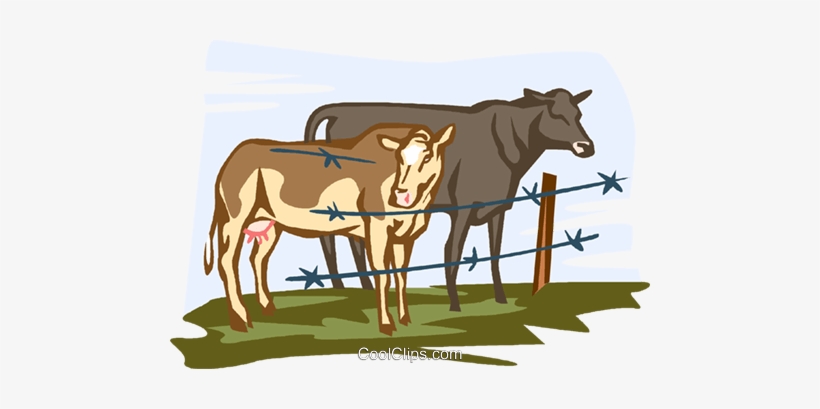 Cows Royalty Free Vector Clip Art Illustration - Cattle, transparent png download