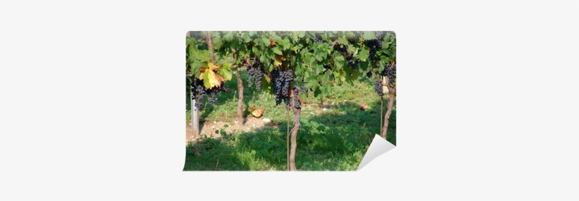Vineyard, transparent png download