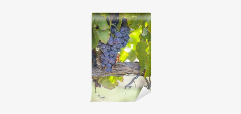 Lush, Ripe Wine Grapes On The Vine Wall Mural • Pixers® - Photography, transparent png download